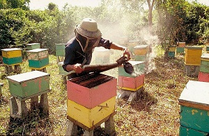 Miel et abeilles1