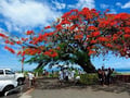 image-flamboyant.jpg